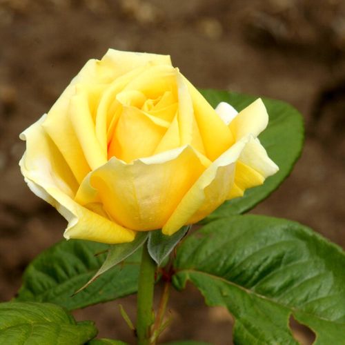 Rosa Michelangelo® - žltá - Stromkové ruže,  kvety kvitnú v skupinkáchstromková ruža s kríkovitou tvarou koruny